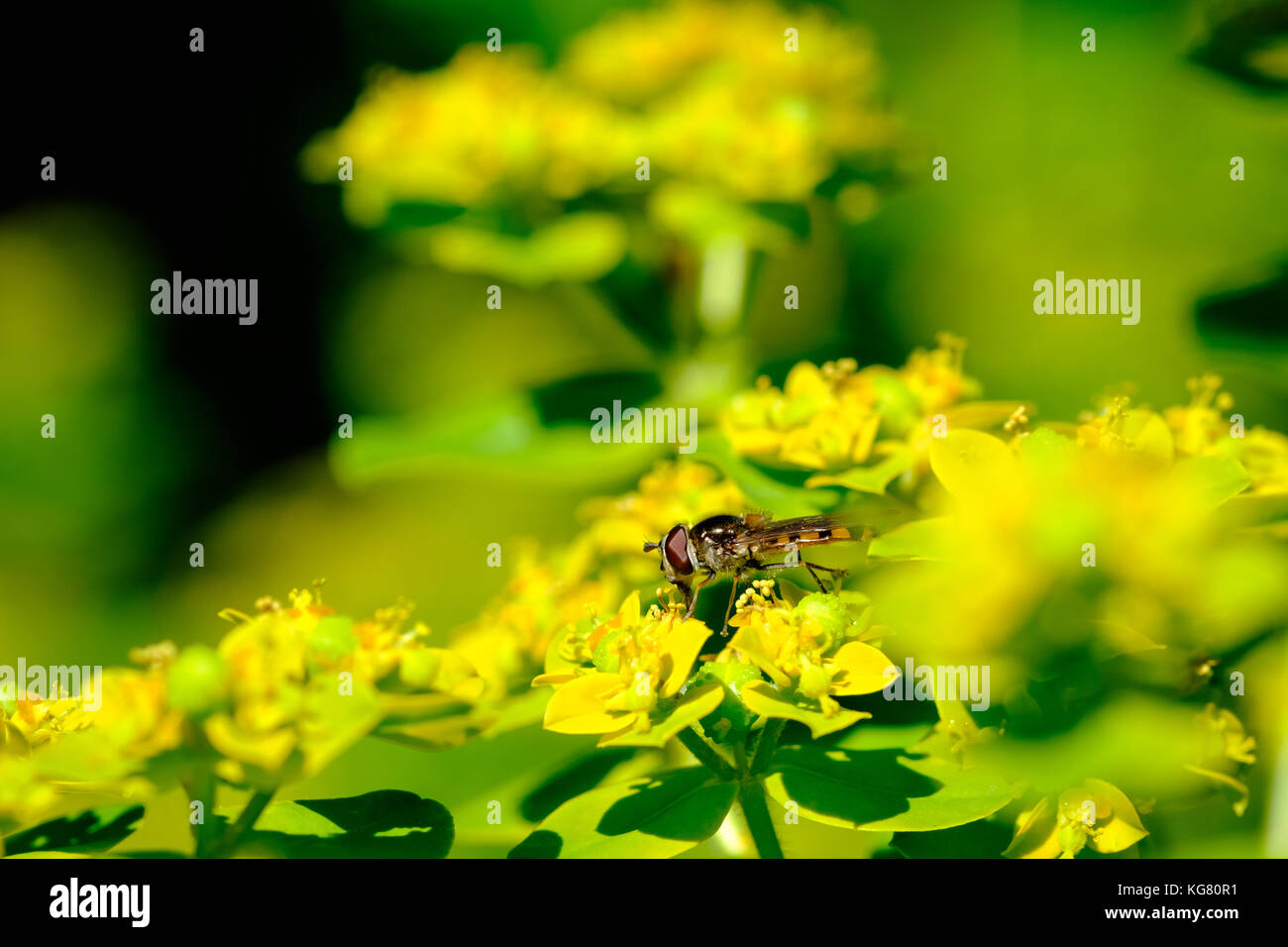 Hover fly (Melangyna viridiceps) feeding on nectar of Euphorbia sp. Stock Photo