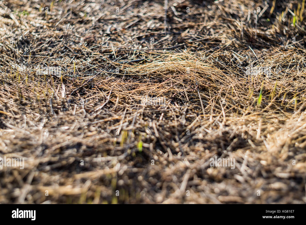 Dry grass background Stock Photo Alamy