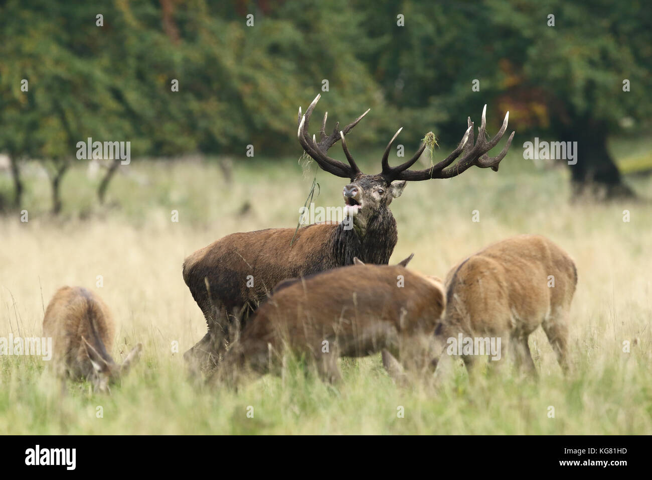 Red deer Rutting season Stock Photo - Alamy