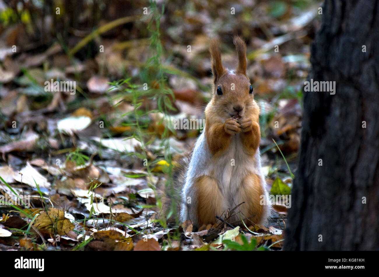 A red squirrel sitting on the ground, eating nuts in the autumn park, green grass, yellow leaves Stock Photo
