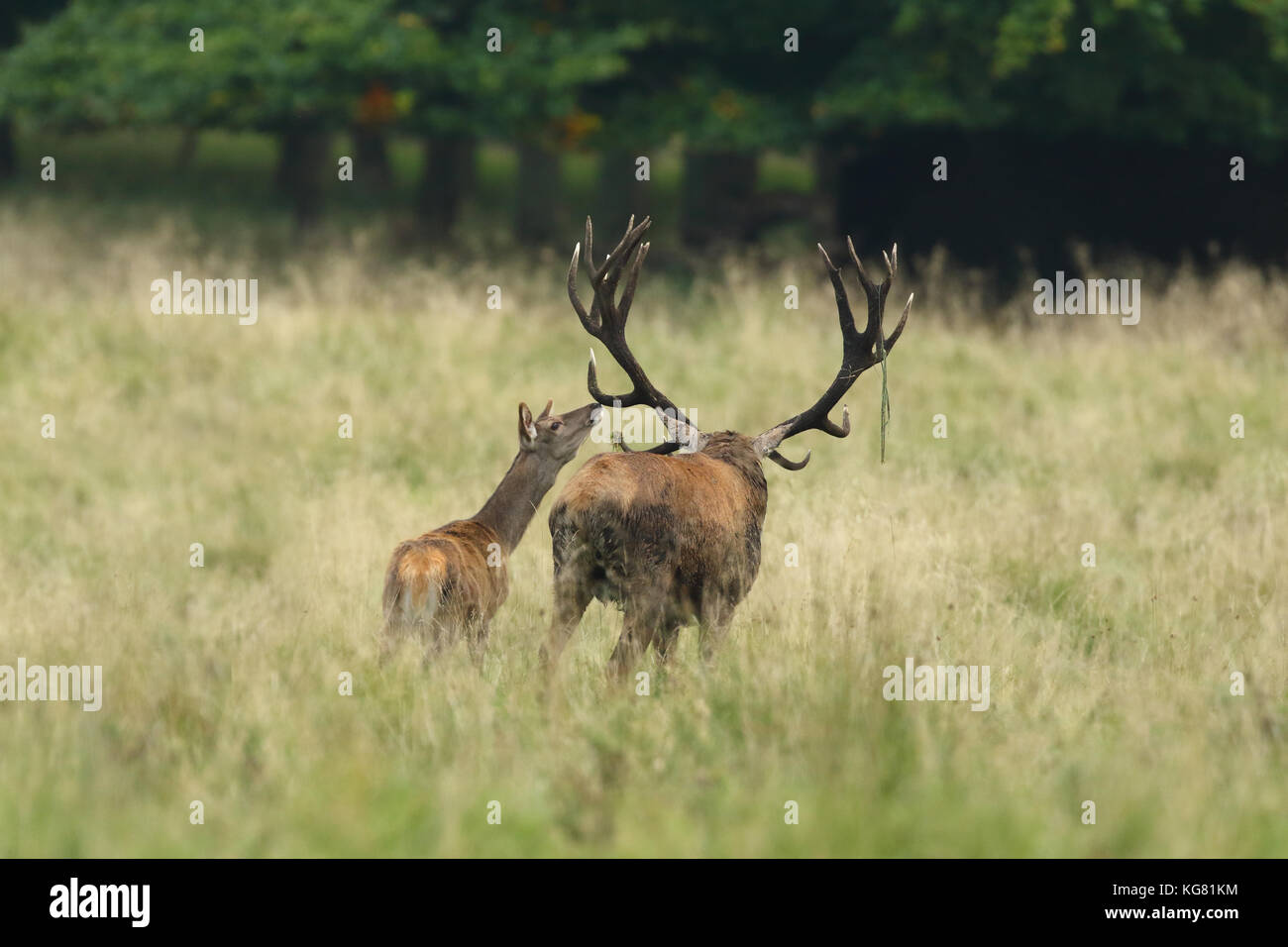 Red deer Rutting season Stock Photo - Alamy