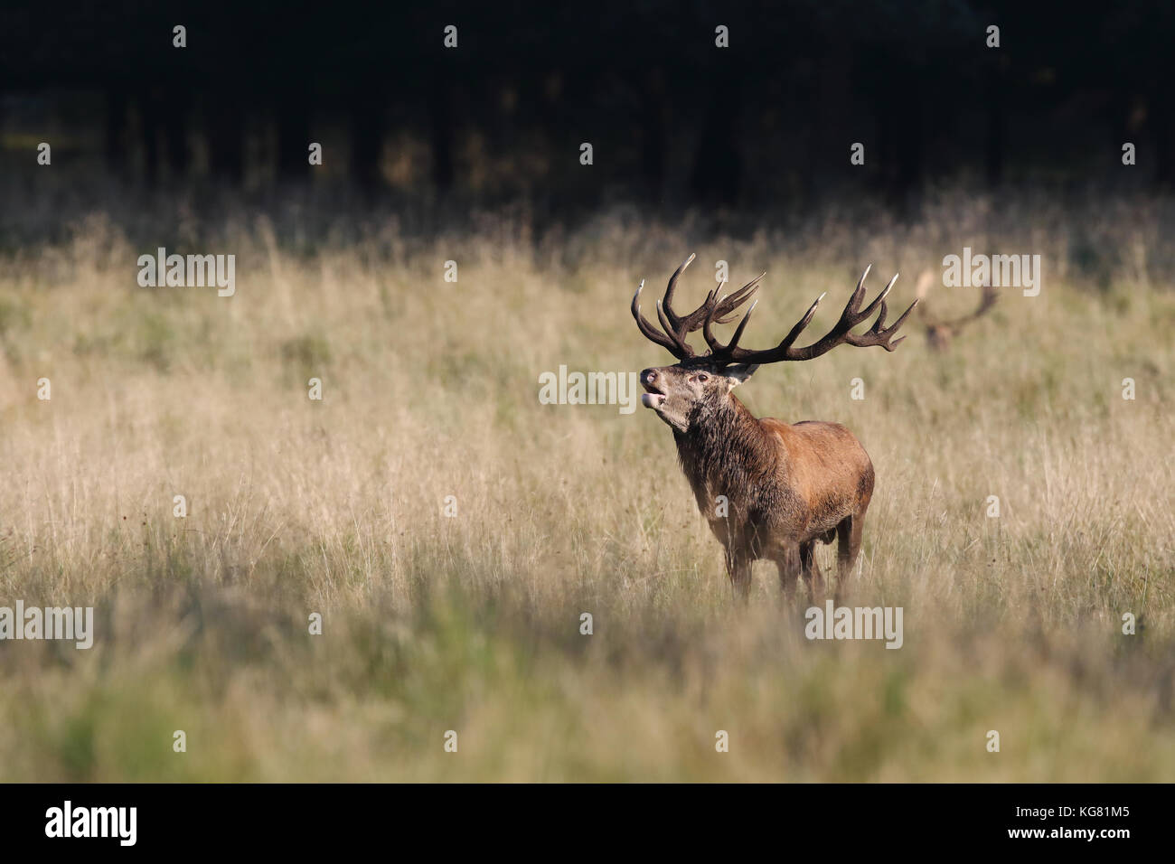 Red deer Rutting season Stock Photo - Alamy