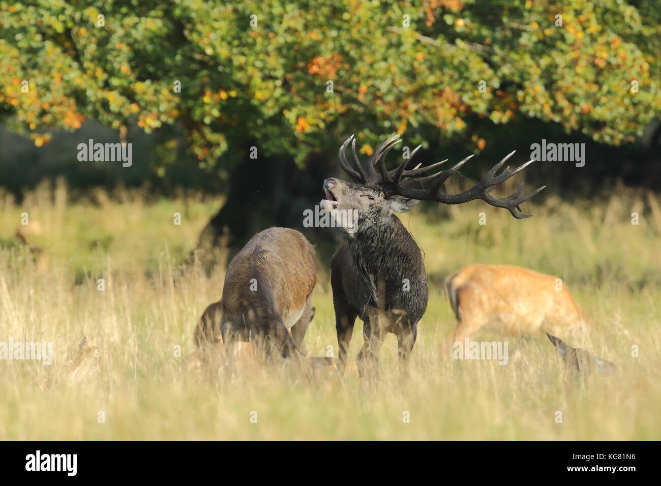 Red deer Rutting season Stock Photo - Alamy