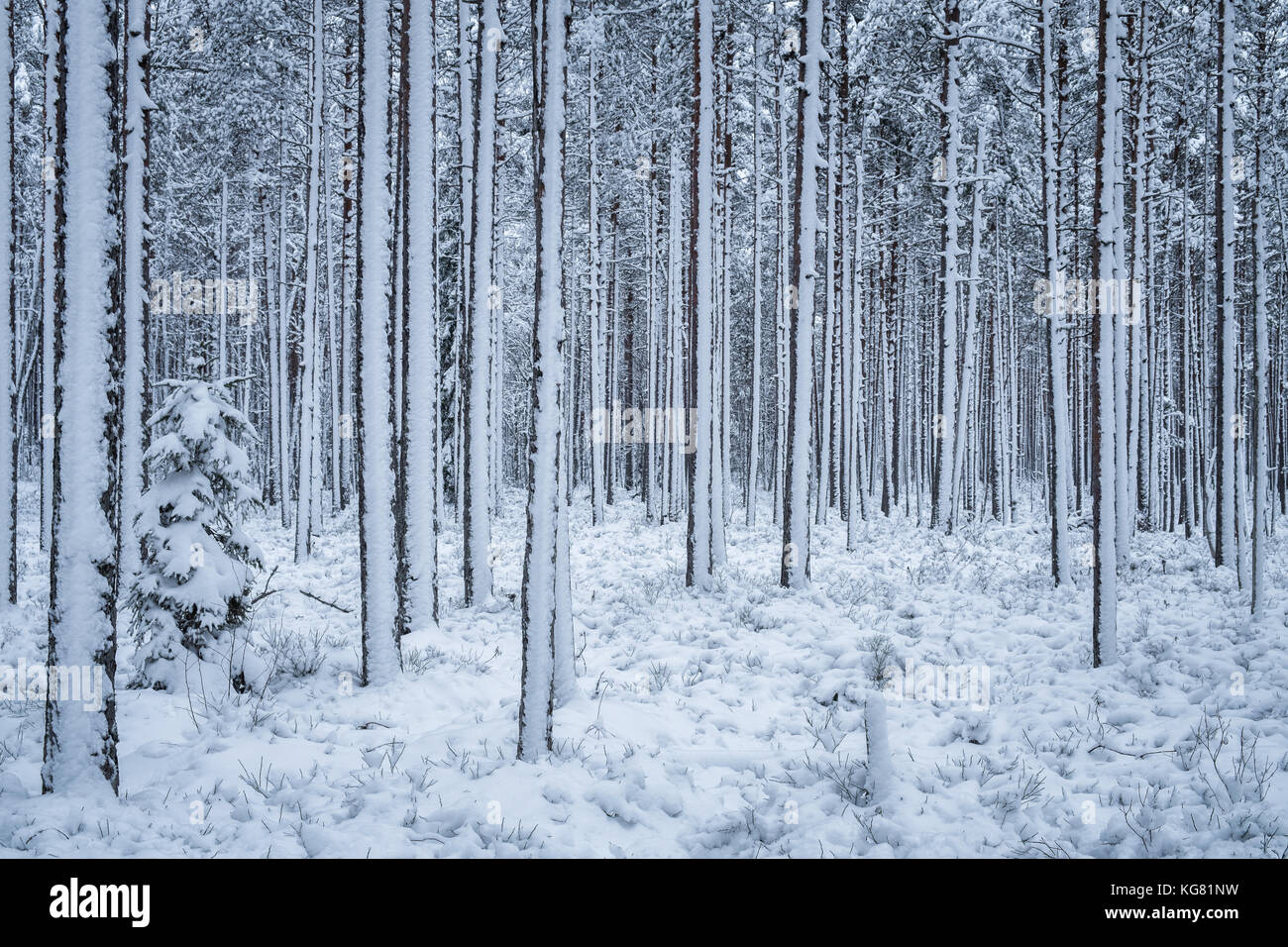 First snow is snowing at winter evening in forest Finland Stock Photo