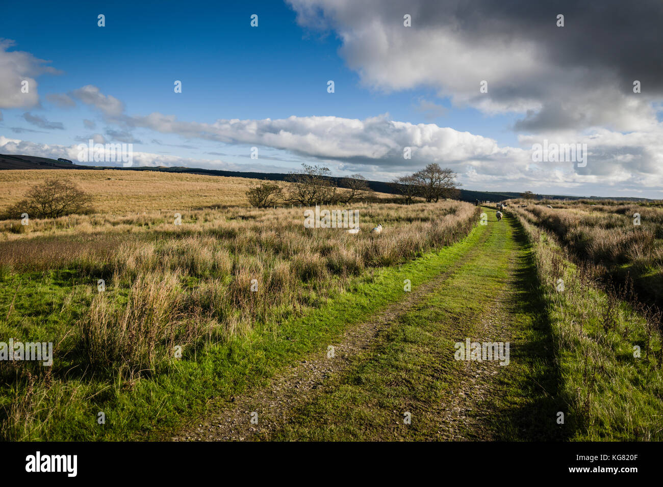 Walking route around Stocks Reservoir, Gisburn Forest, Lancashire, UK. Stock Photo