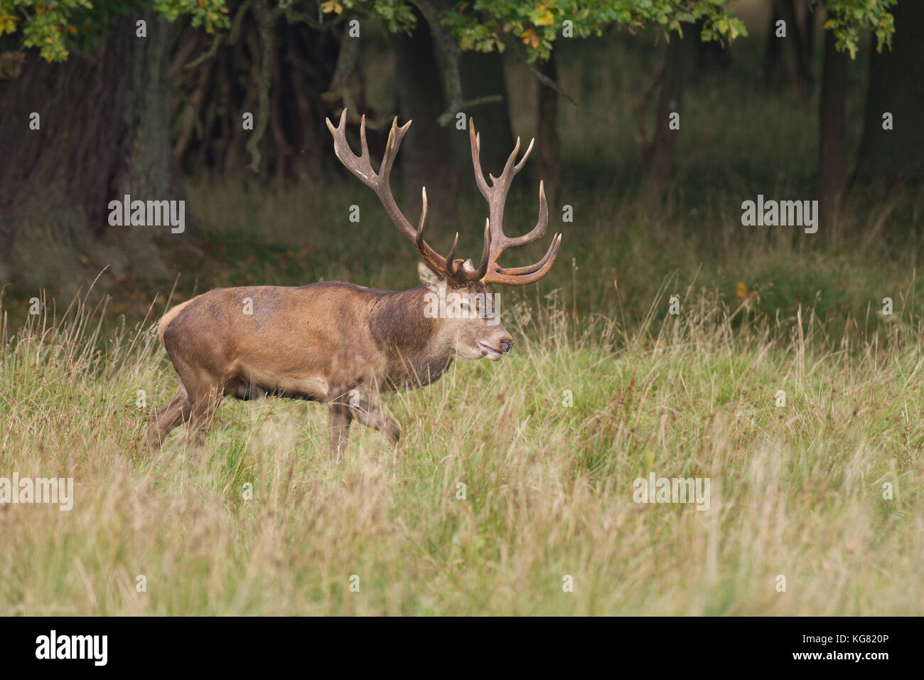 Red deer Rutting season Stock Photo - Alamy