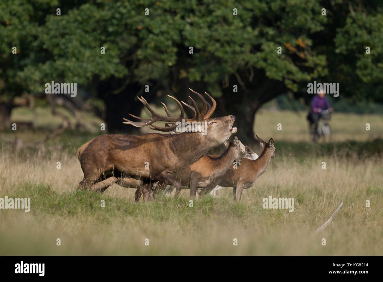 Red deer Rutting season Stock Photo - Alamy