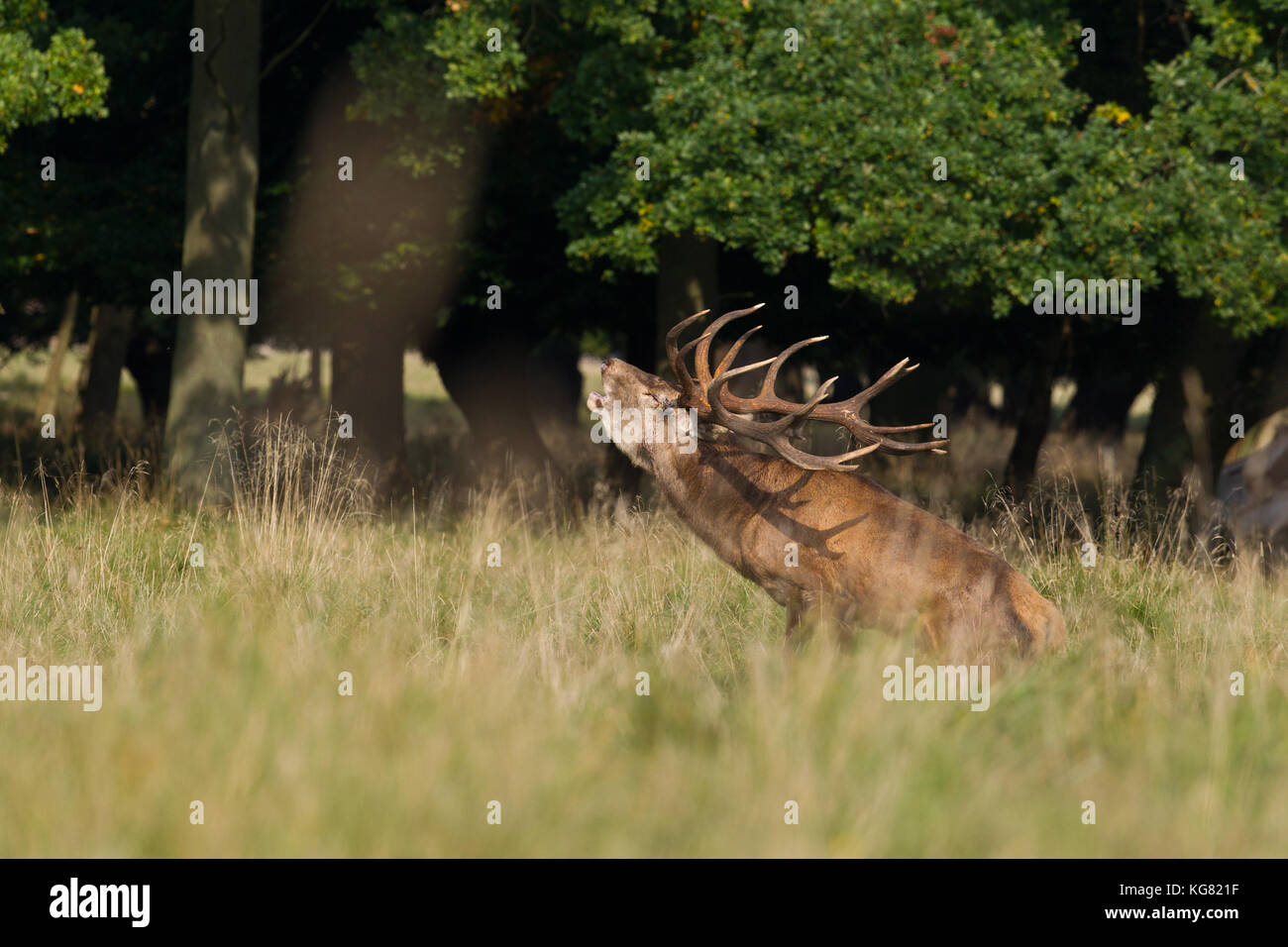 Red deer Rutting season Stock Photo - Alamy