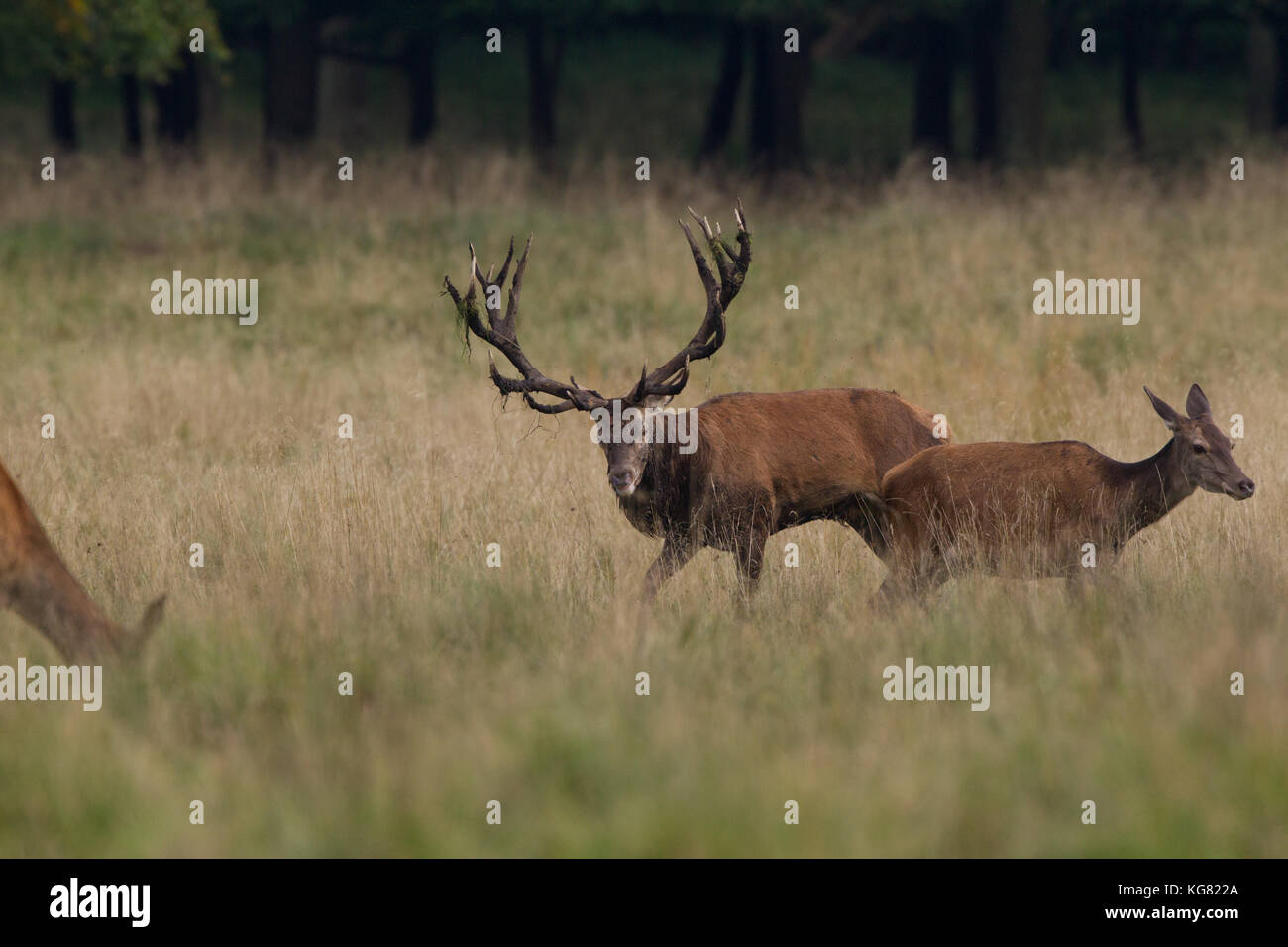 Red deer Rutting season Stock Photo - Alamy