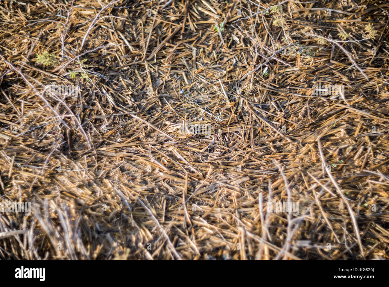 Dry grass background Stock Photo Alamy