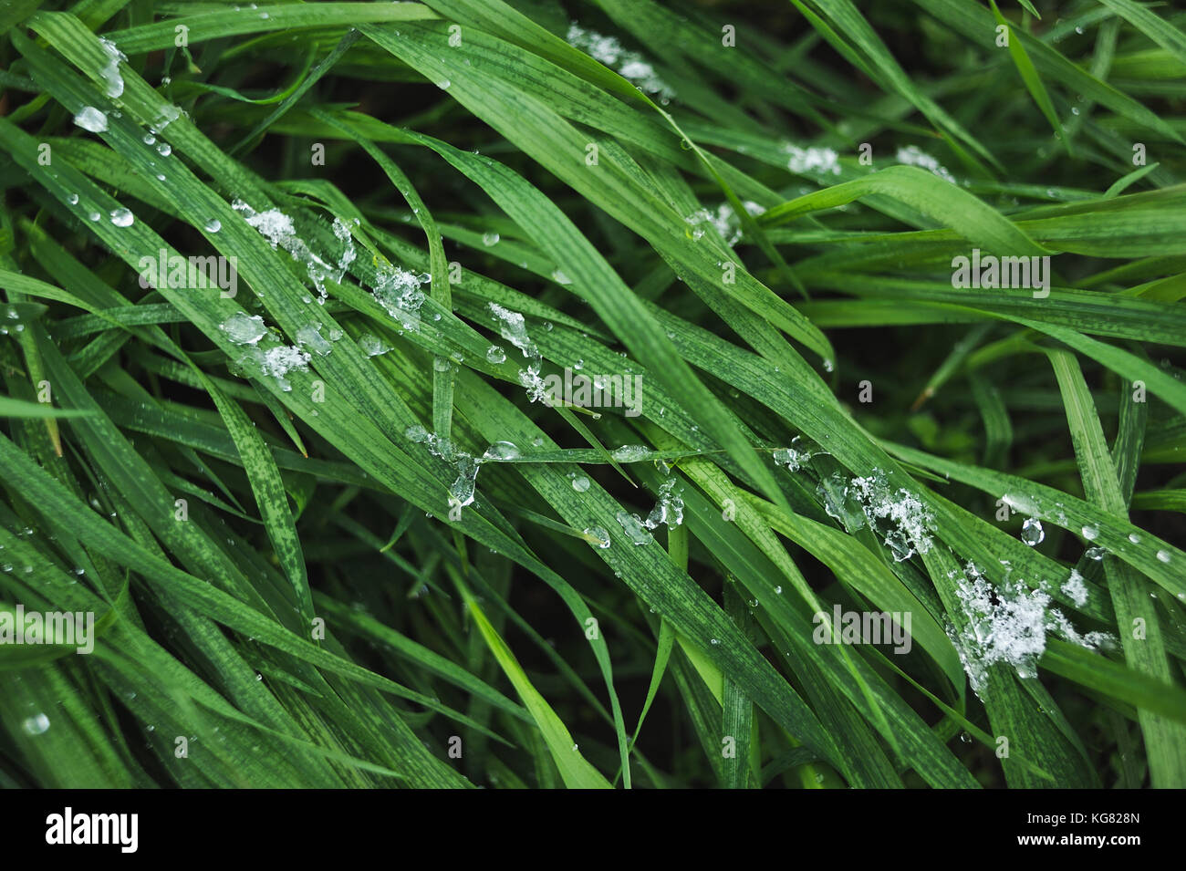 Fresh green grass covered with a light snow and icy rain drops. Stock Photo