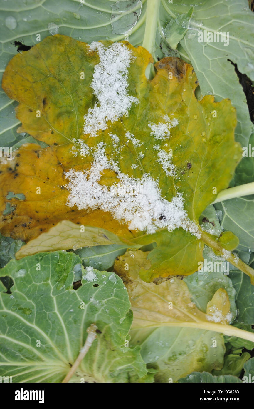 Old, wilted cabbage leaves covered with snow Stock Photo Alamy