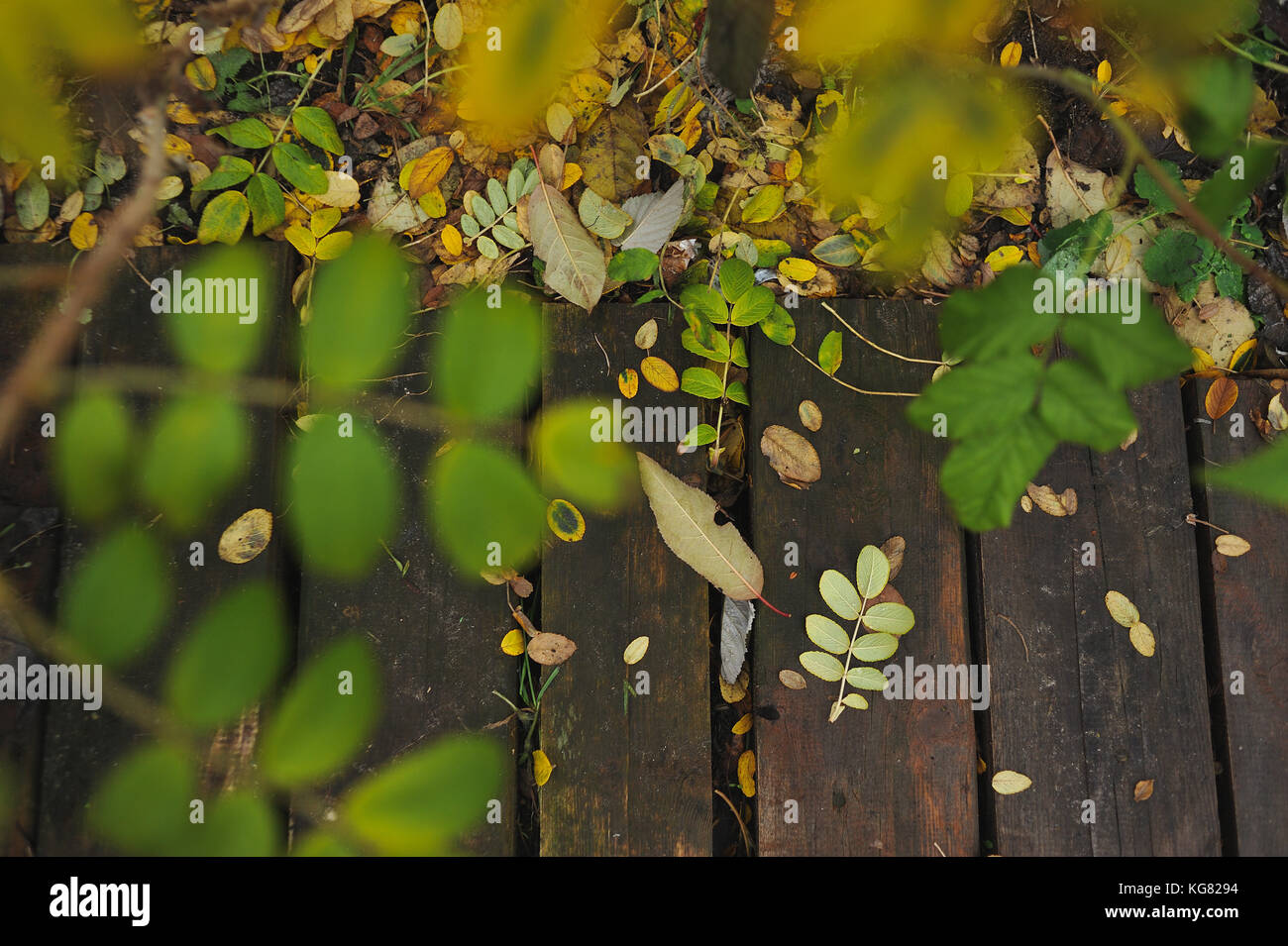 Autumn leaves lying on the edge of the wooden walkway Stock Photo - Alamy