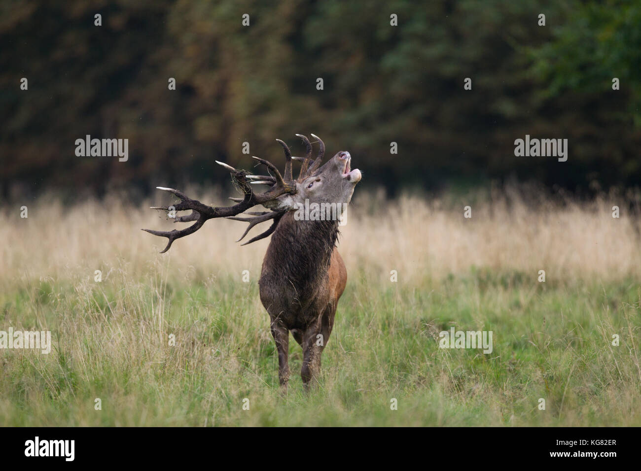 Red deer Rutting season Stock Photo - Alamy