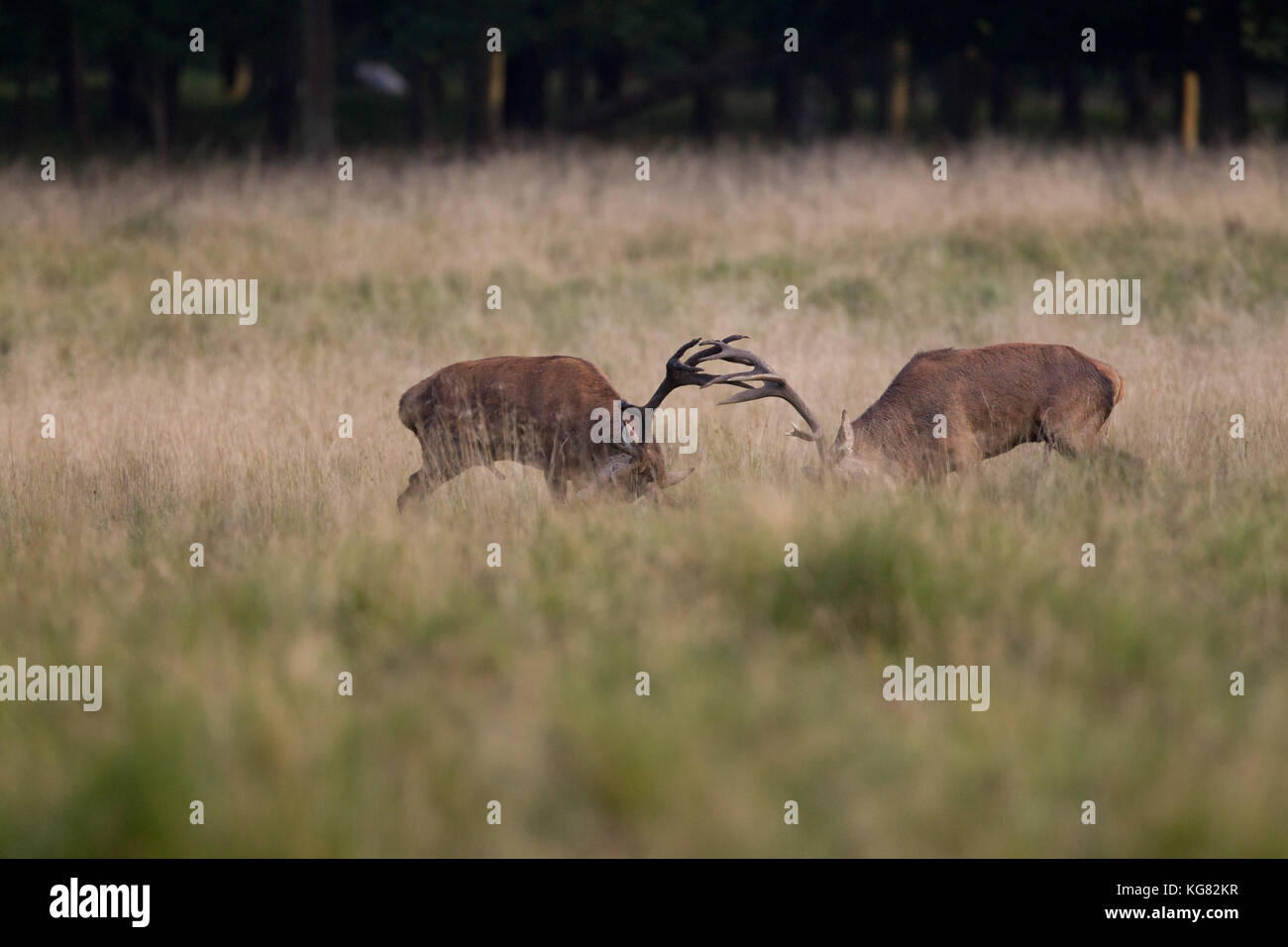 Red deer Rutting season Stock Photo - Alamy