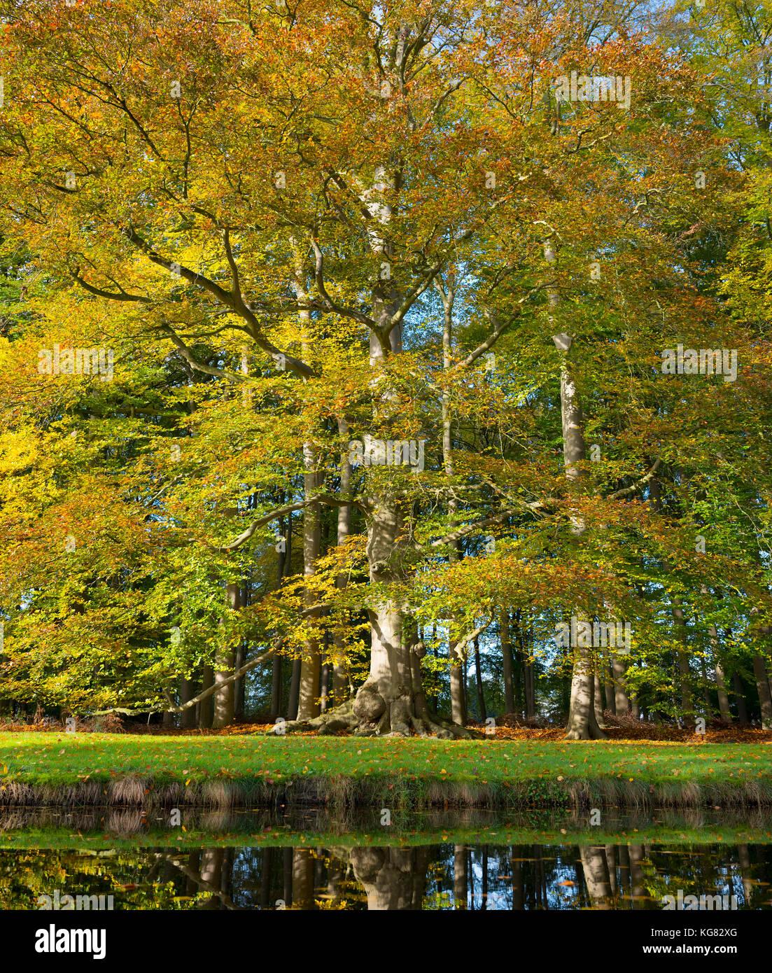 yellow beech leaves in dutch park in the fall Stock Photo - Alamy
