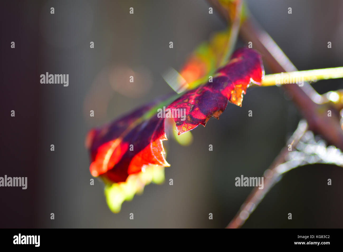 Autumn Vine leaf turning brown Stock Photo Alamy