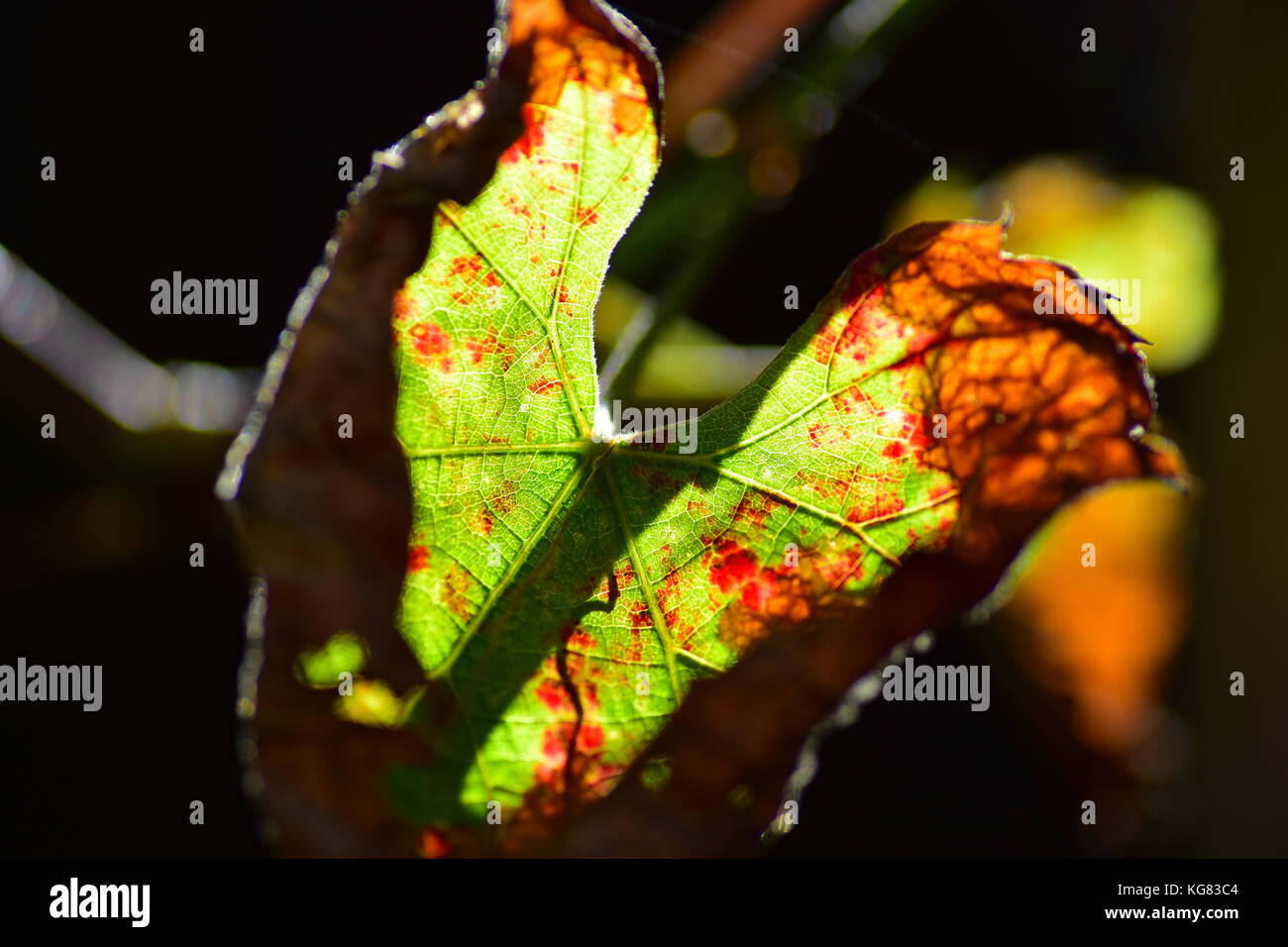 Autumn Vine leaf turning brown Stock Photo Alamy