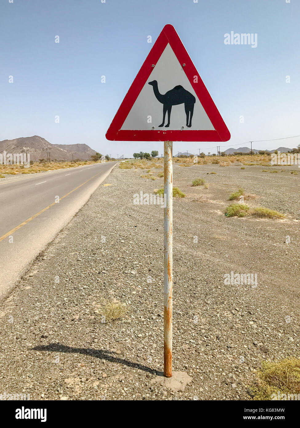 Crossing Camel Dromedary Warning Road Sign On Oman Desert Street Stock Photo Alamy
