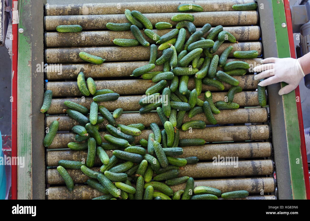 Cucumber pickle factory hires stock photography and images Alamy