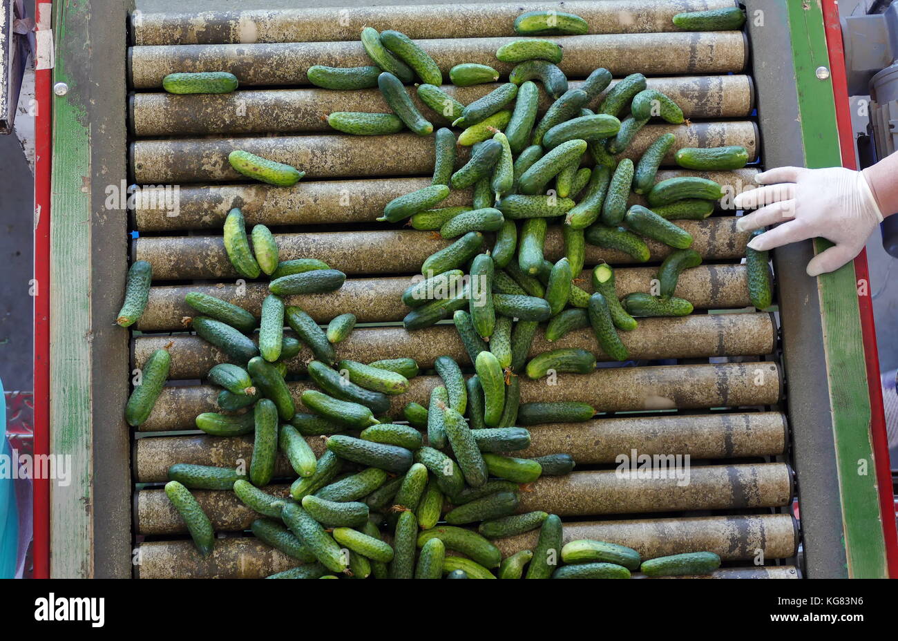 Production line for calibration and processing of young green cucumber used for pickling Stock Photo