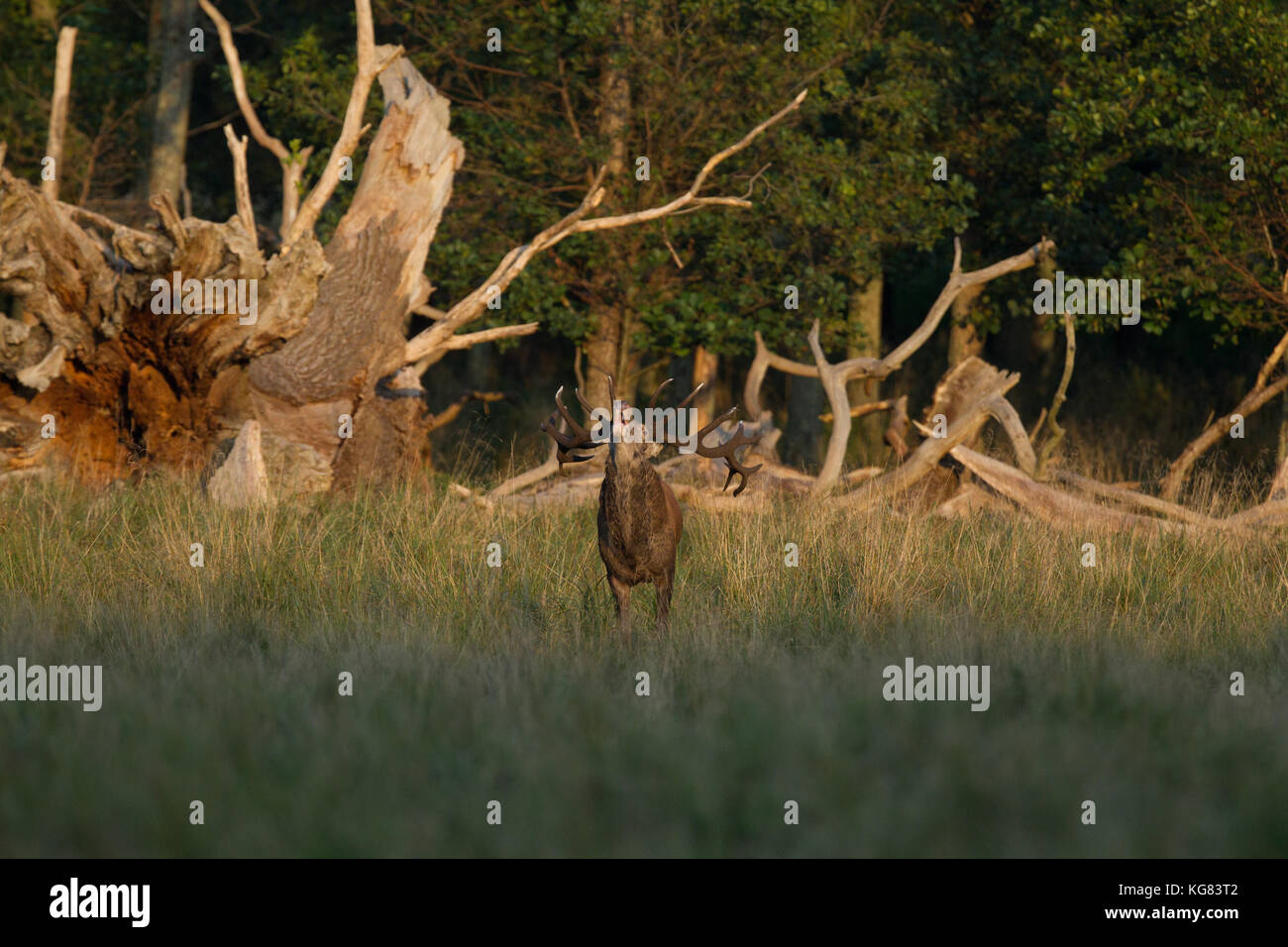 Red deer Rutting season Stock Photo - Alamy