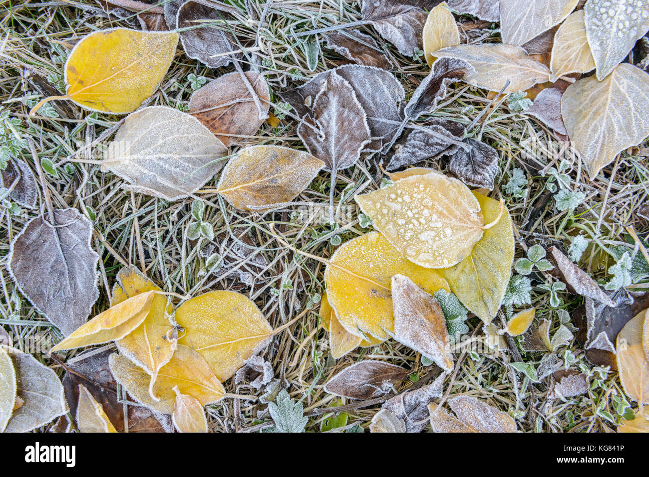 Close-up of leaves on the ground. Fall colors. Kroken, Tromsø, Norway. Stock Photo