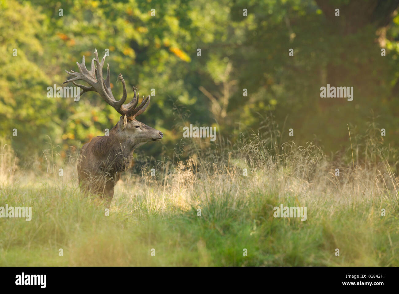 Red deer Rutting season Stock Photo - Alamy