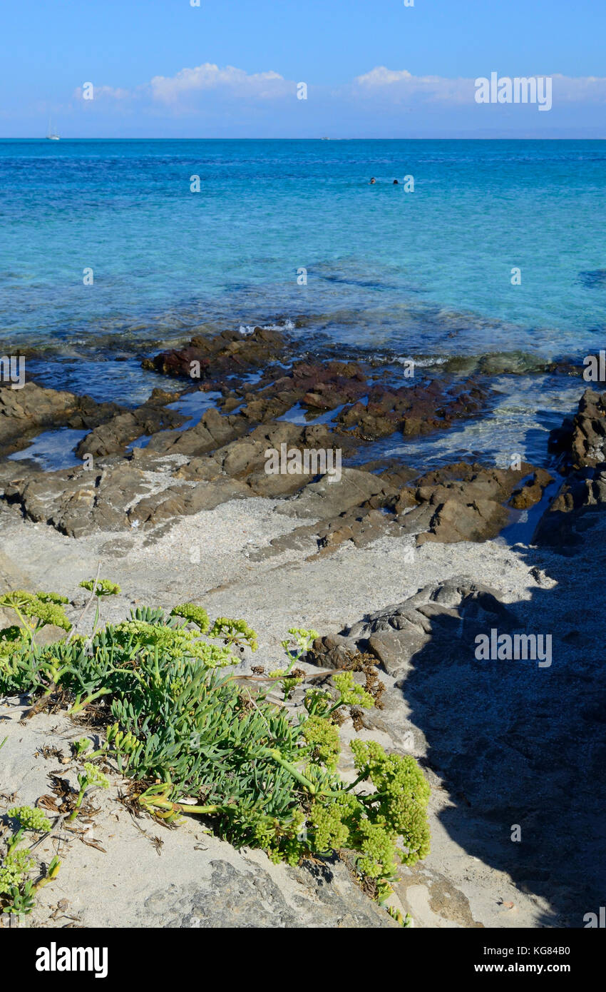 Crithmum maritimum, samphire, rock samphire, sea fennel, southern europe, Sardinia, Italy Stock Photo