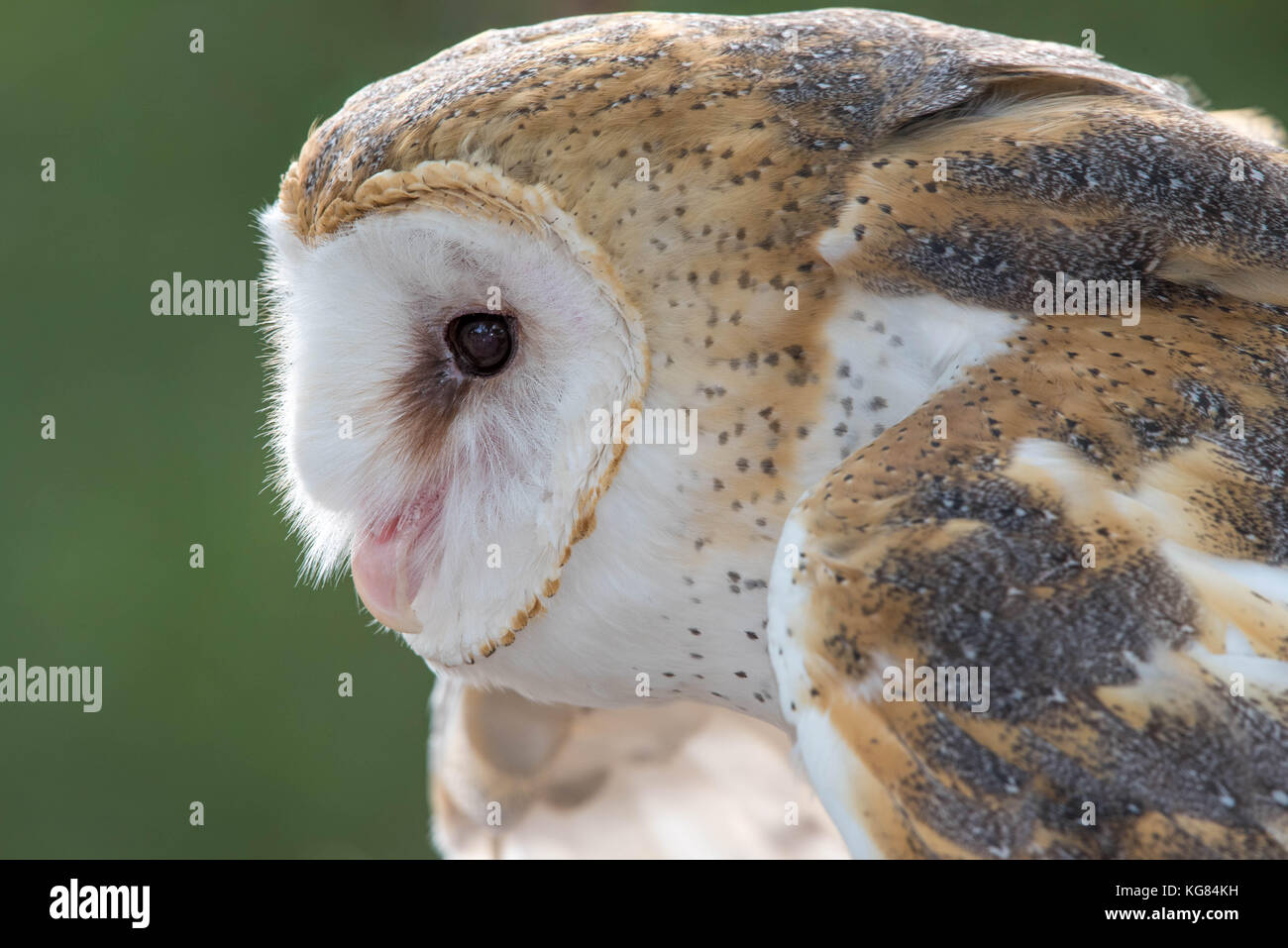 Barn Owl, (Tyta alba), Wildlife Rescue Inc., New Mexico. Stock Photo