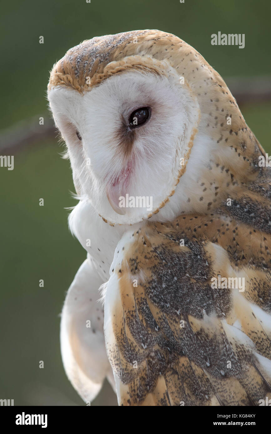 Barn Owl, (Tyta alba), Wildlife Rescue Inc., New Mexico. Stock Photo