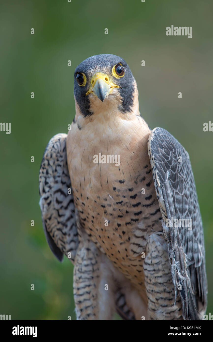 Falco peregrinus mexico hires stock photography and images Alamy