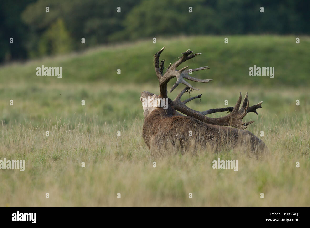 Red deer Rutting season Stock Photo - Alamy