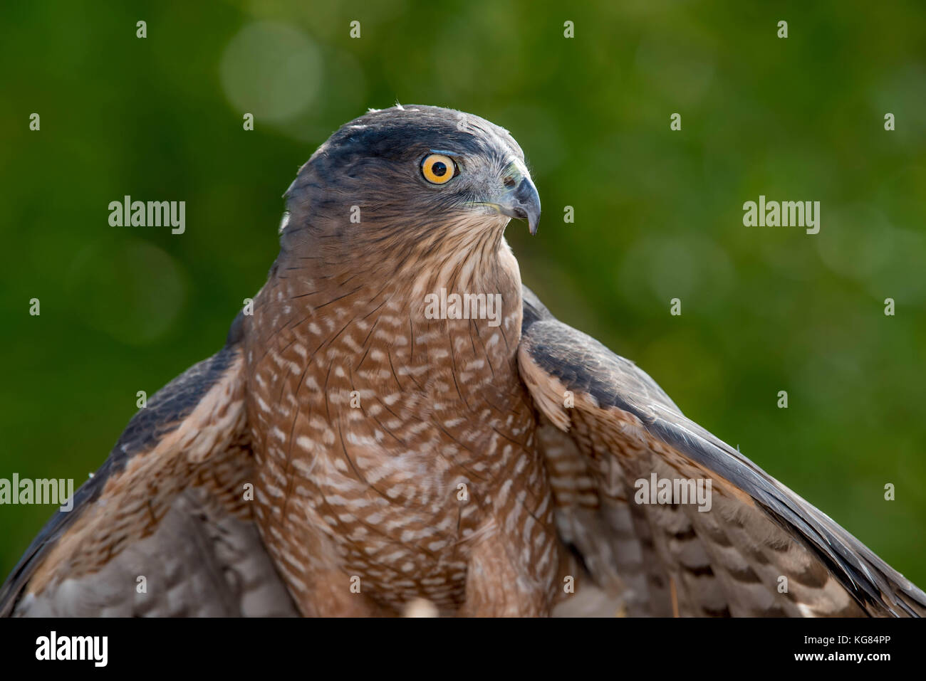 Juvenile Cooper's Hawk, (Accipiter cooperii), Wildlife Rescue Inc., New  Mexico Stock Photo - Alamy, image size:1300x957