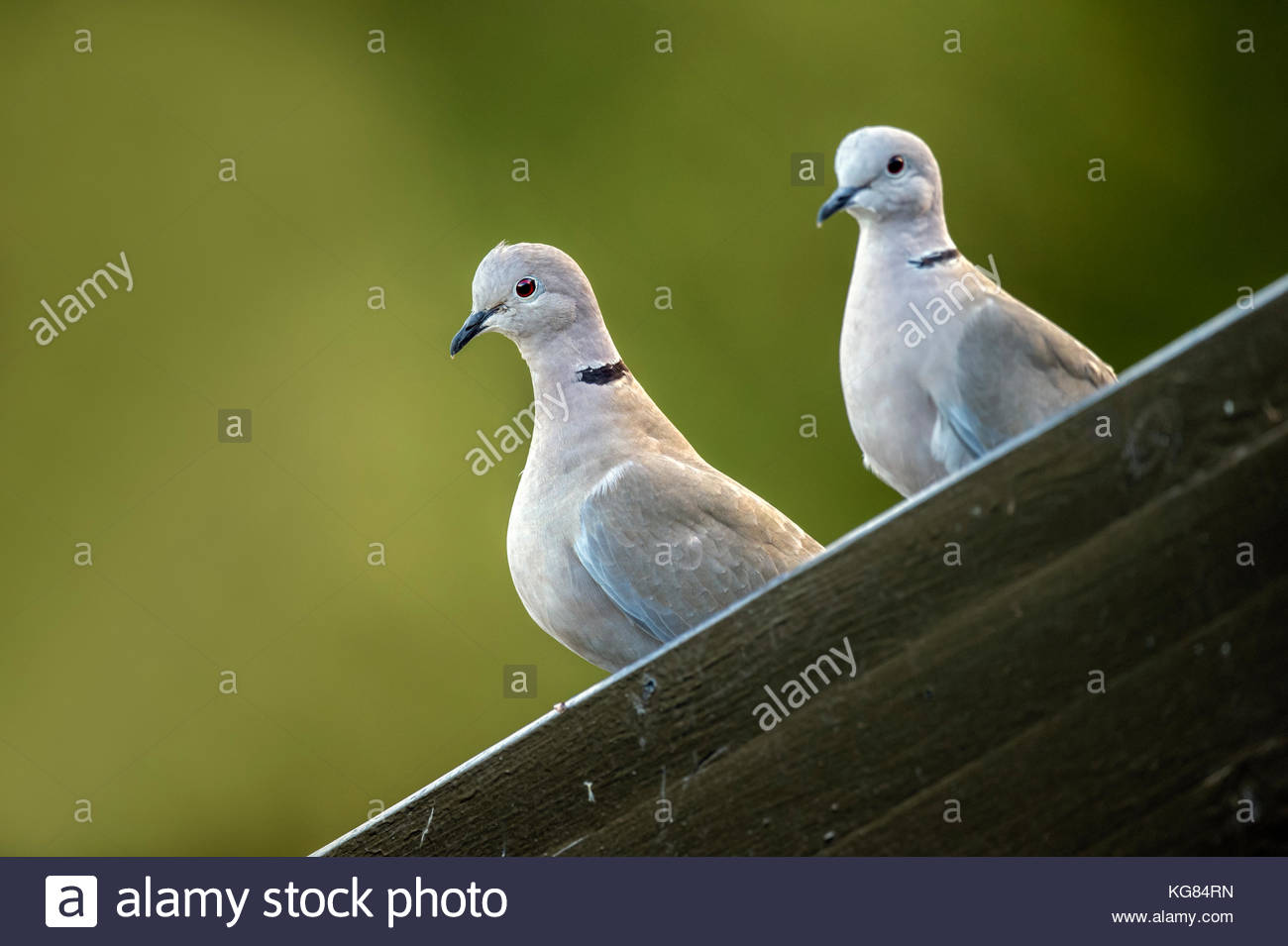 Doves Mating Stock Photos & Doves Mating Stock Images Alamy