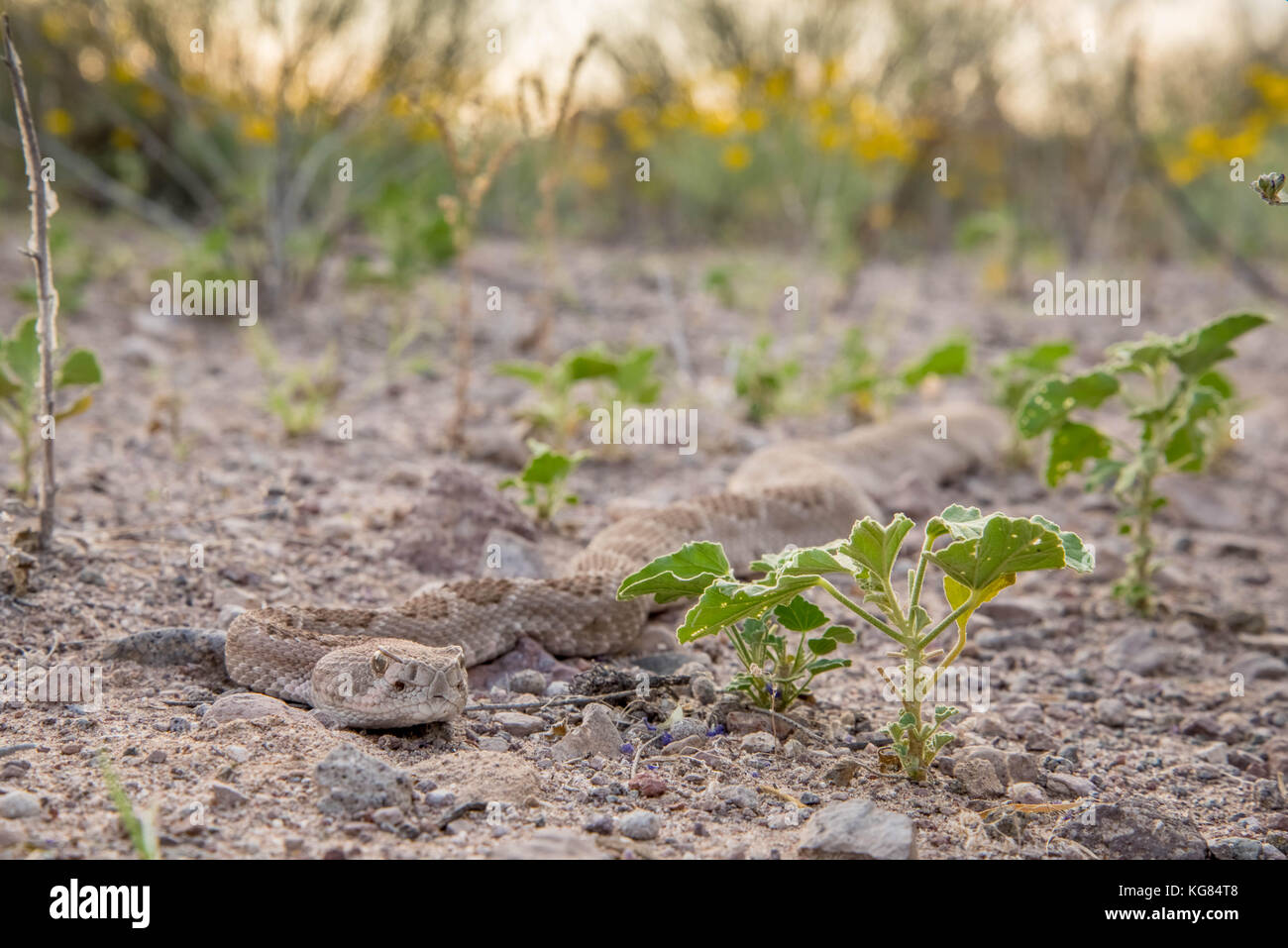 Western Diamond-backed Rattlesnake, (Crotalus atrox), Bosque del Apache ...