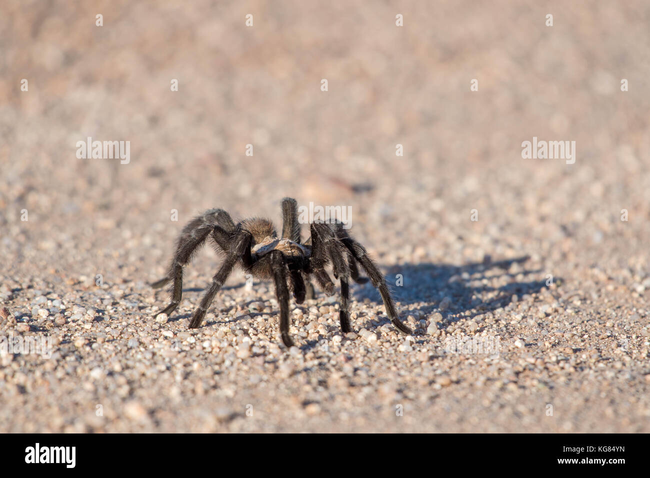 Tarantula, Socorro co., New Mexico, USA. Stock Photo