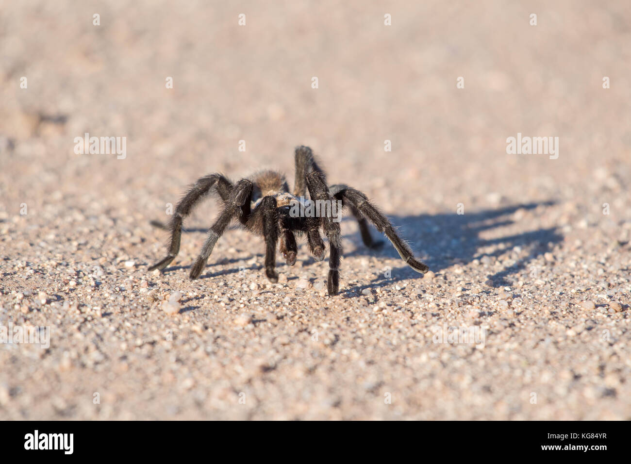 Tarantula, Socorro co., New Mexico, USA. Stock Photo