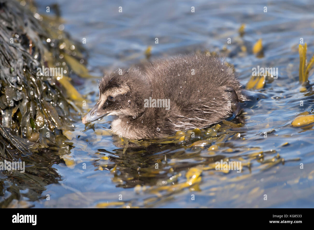 Eider duck, juvenile, swimming in the sea, feeding on seaweed Stock Photo
