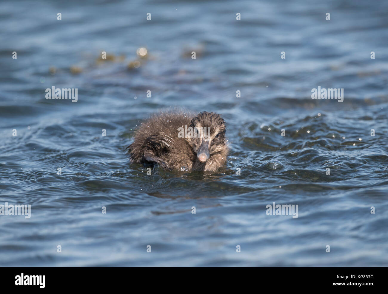 Eider duck, juvenile, swimming in the sea Stock Photo