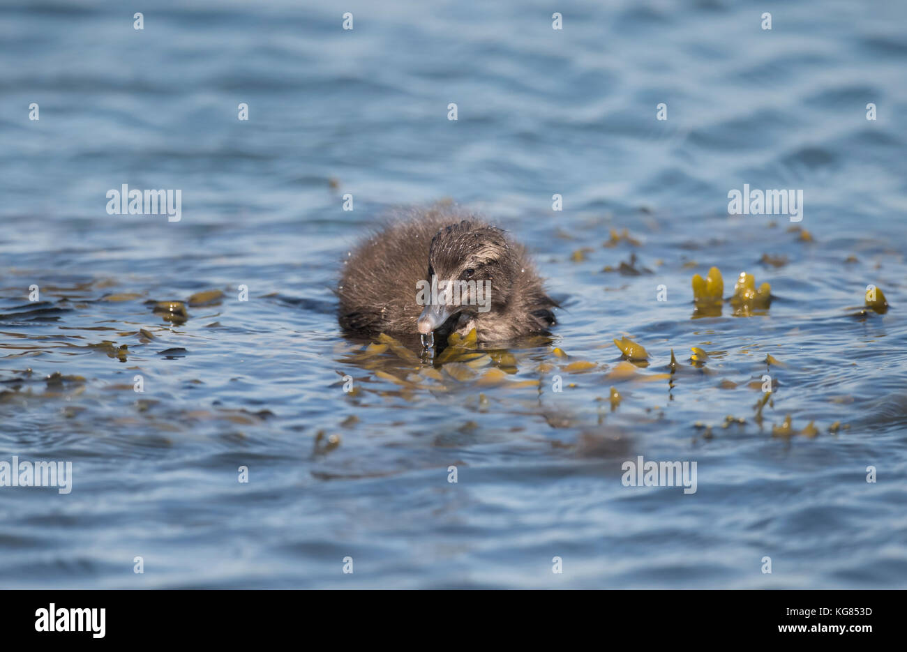Eider duck, juvenile, swimming in the sea Stock Photo