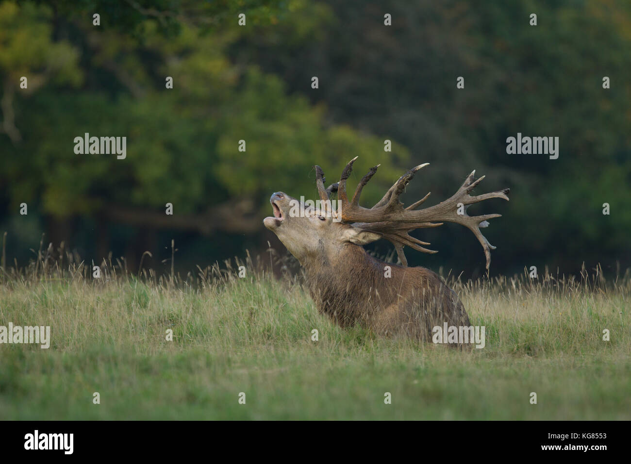 Red deer Rutting season Stock Photo - Alamy
