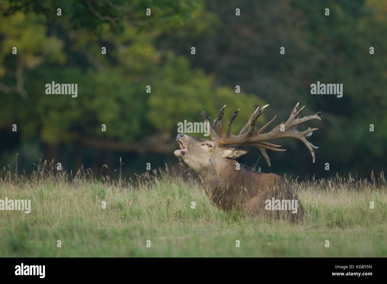 Red deer Rutting season Stock Photo - Alamy