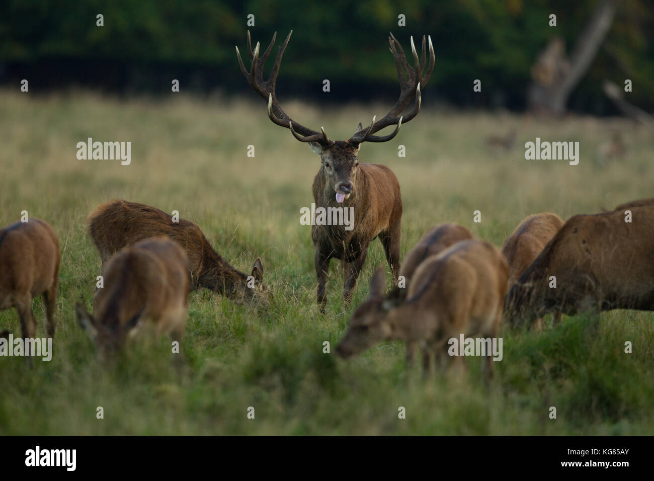 Red deer Rutting season Stock Photo - Alamy