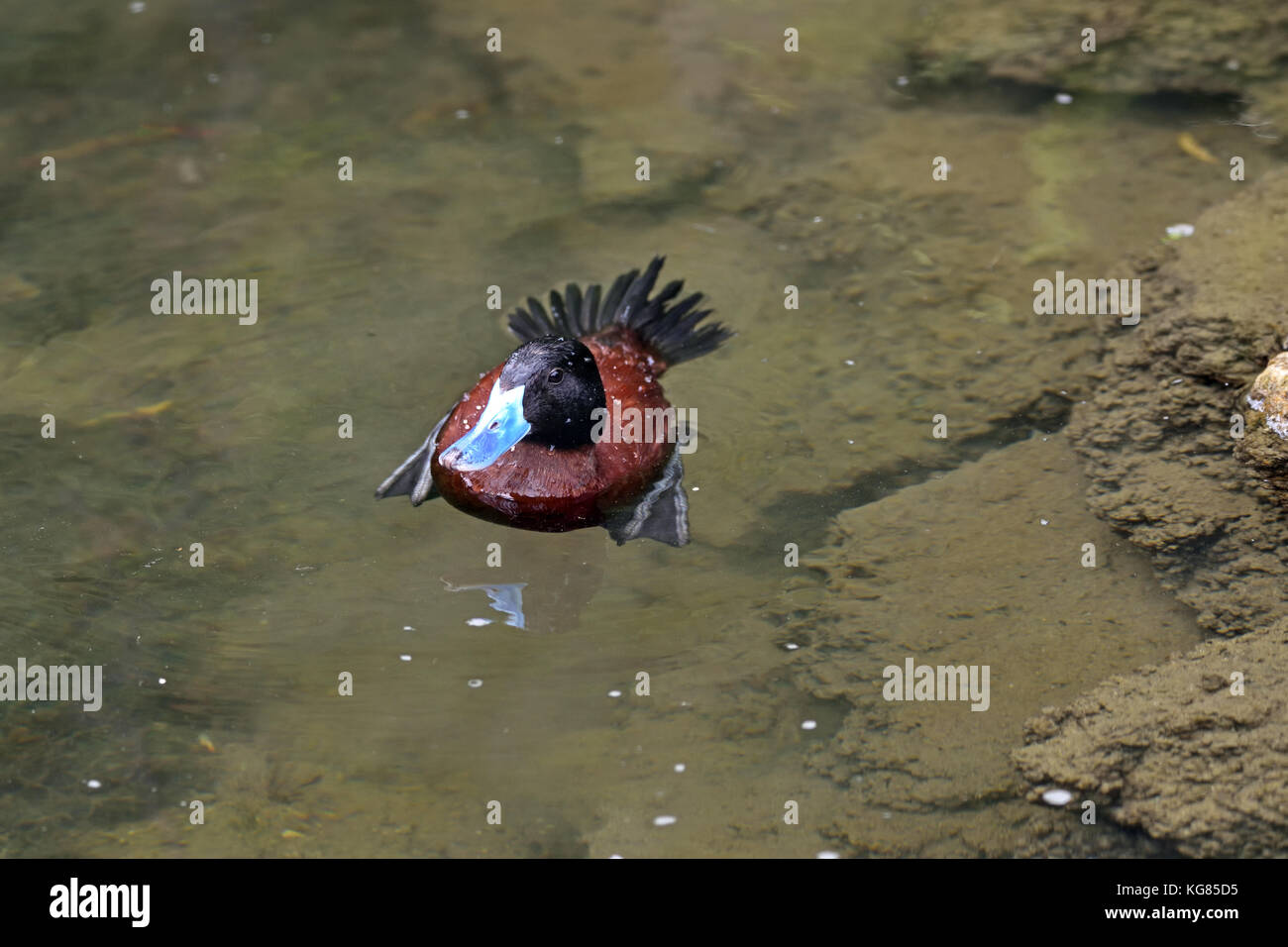 A male Argentine Lake Duck (Oxyura vittata) on a lake in Southern England Stock Photo