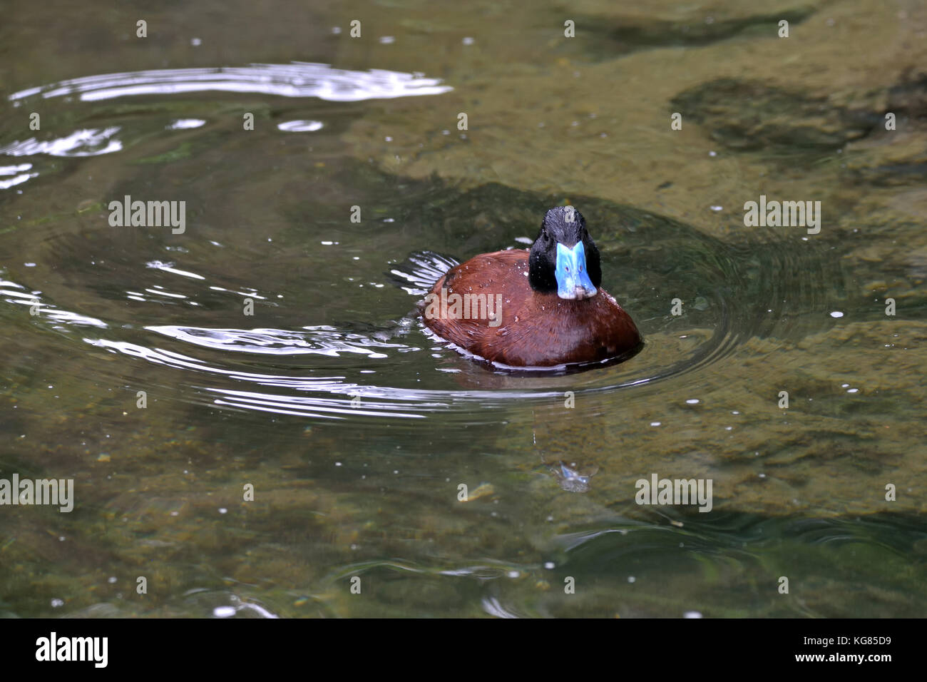 A male Argentine Lake Duck (Oxyura vittata) on a lake in Southern England Stock Photo