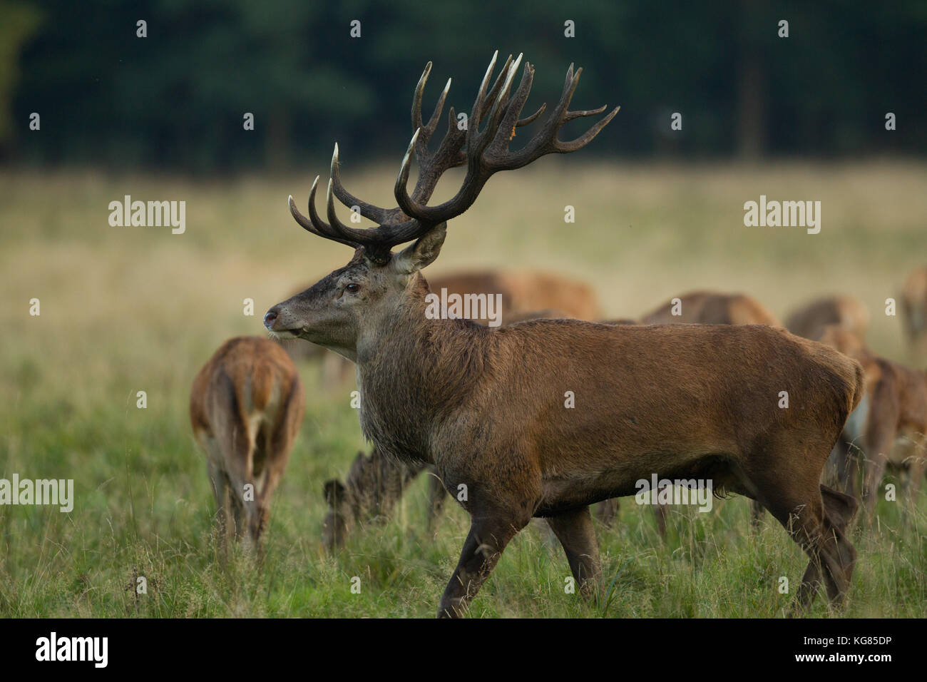 Red deer Rutting season Stock Photo - Alamy