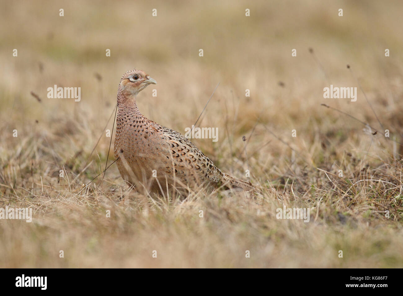 Common pheasant - hunting prey Stock Photo - Alamy