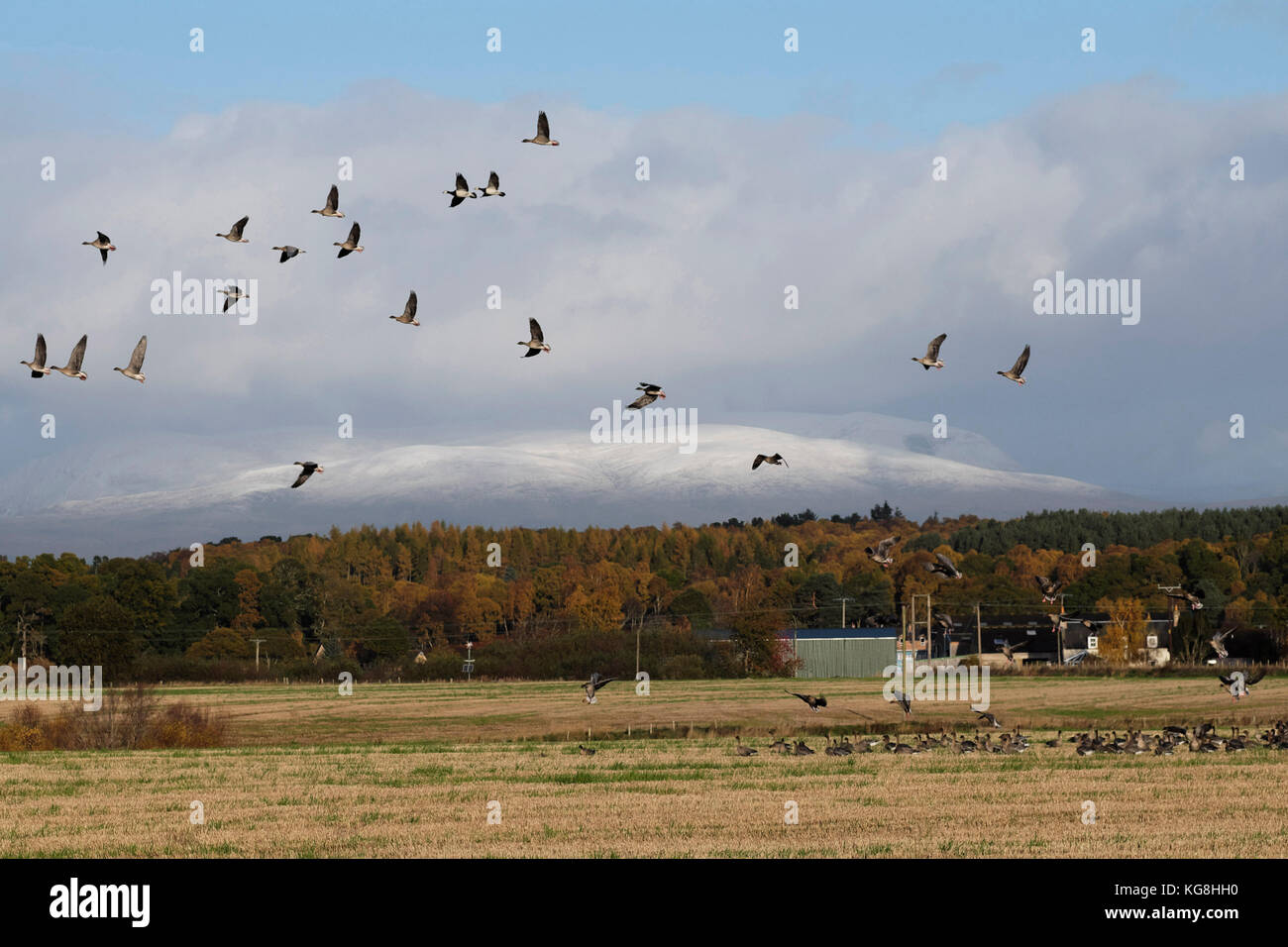 5/11/2017. The first of Scotland's winter snow arrived overnight on Ben Wyvis near Dingwall in the Scottish Highlands. Its coming coincided with the arrivall of flocks of Canada Geese as they make their summer migration form the colder climes in Iceland and the Arctic. Stock Photo