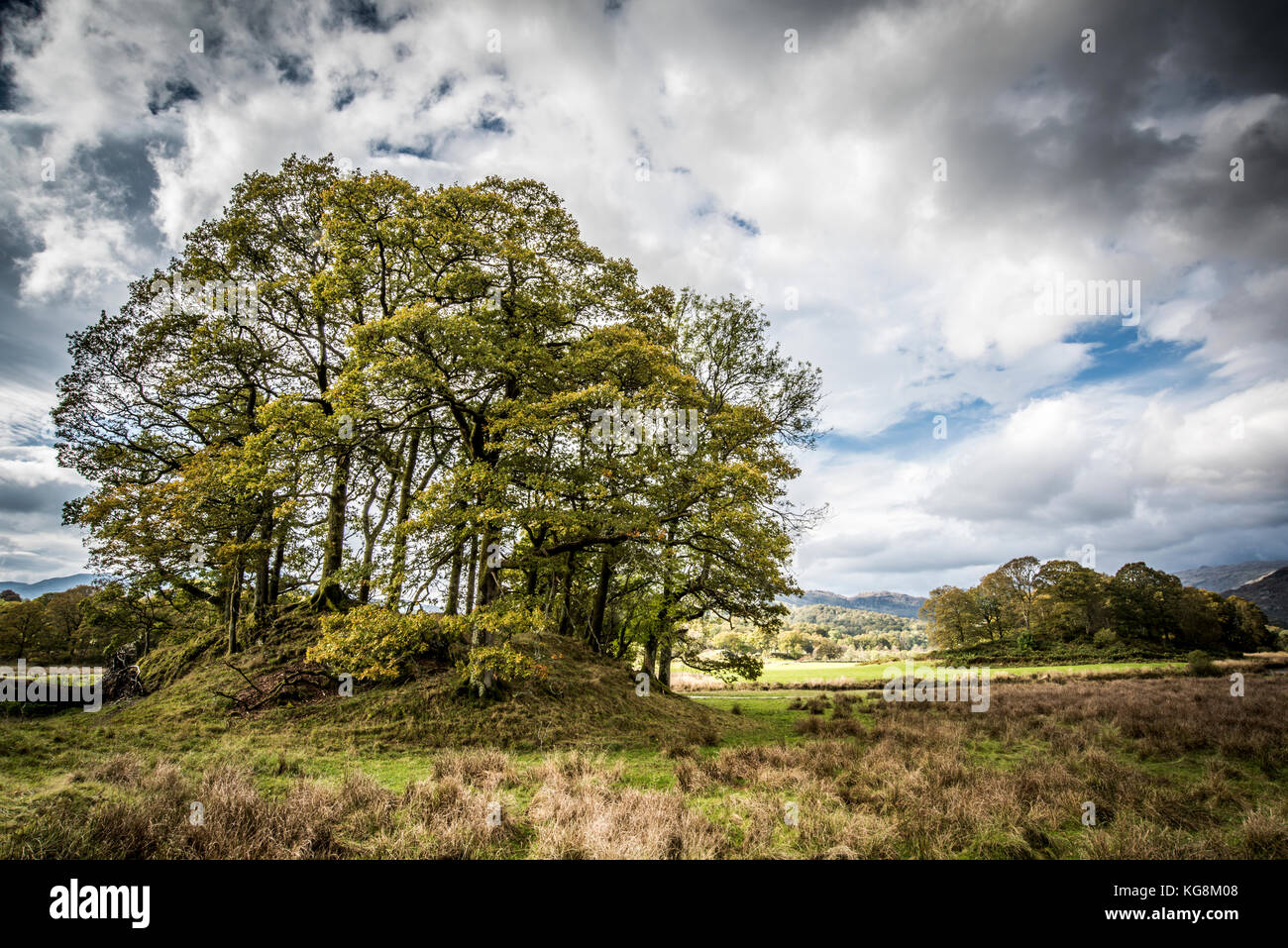 Small copse of trees hi-res stock photography and images - Alamy